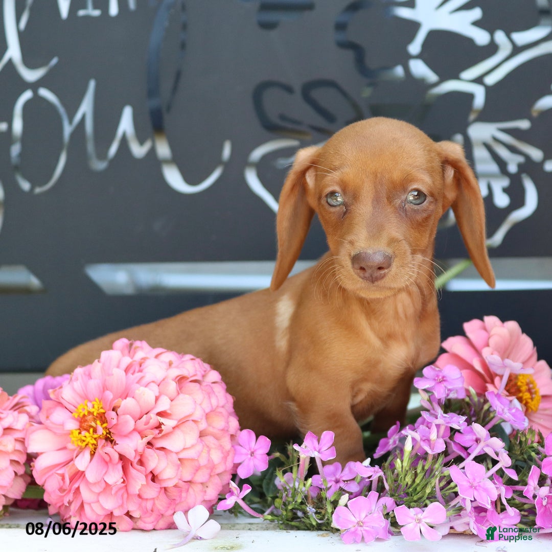 Miniature Dachshund dogs for sale: Luna - Image 1