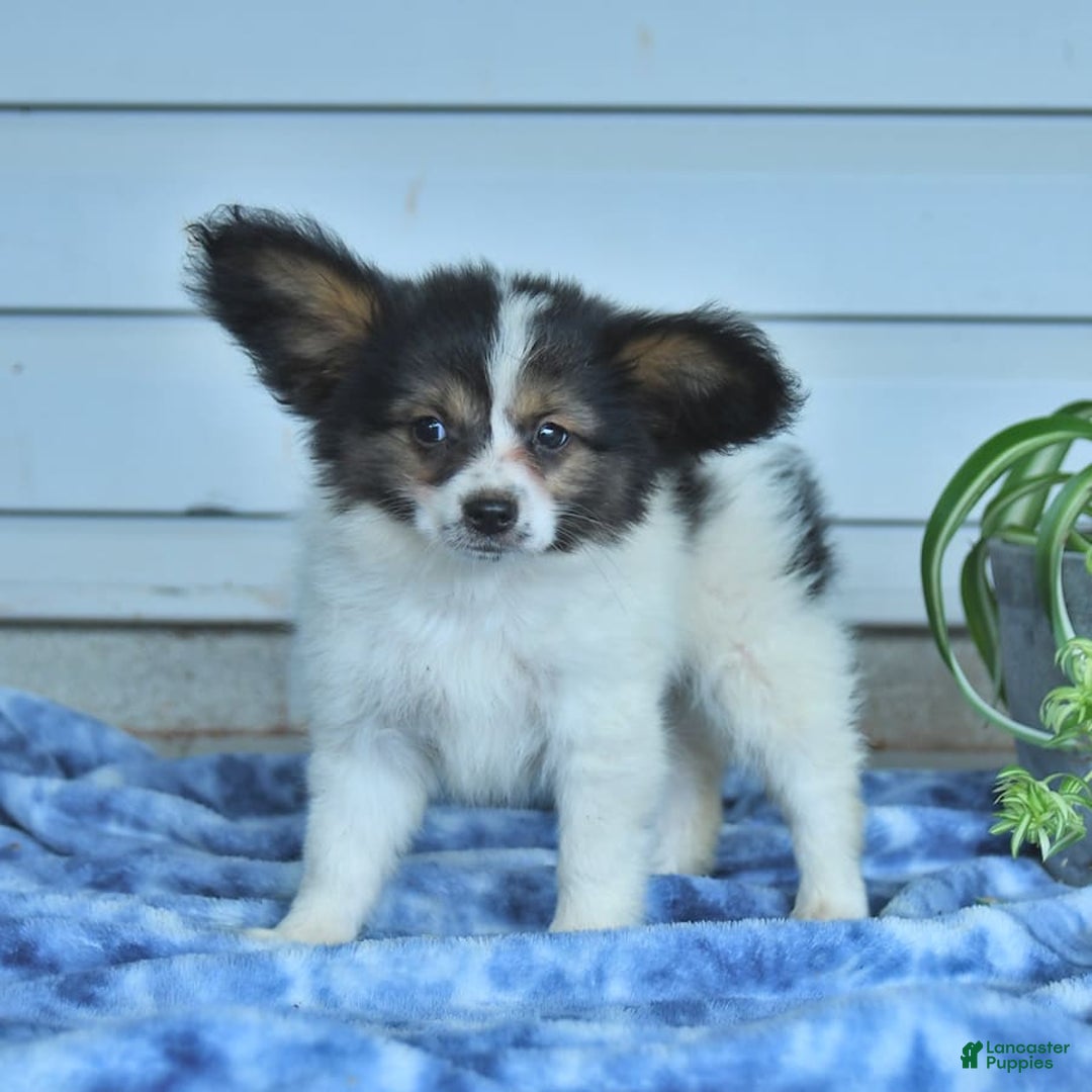 Papillon dogs for sale: Milo - Image 6