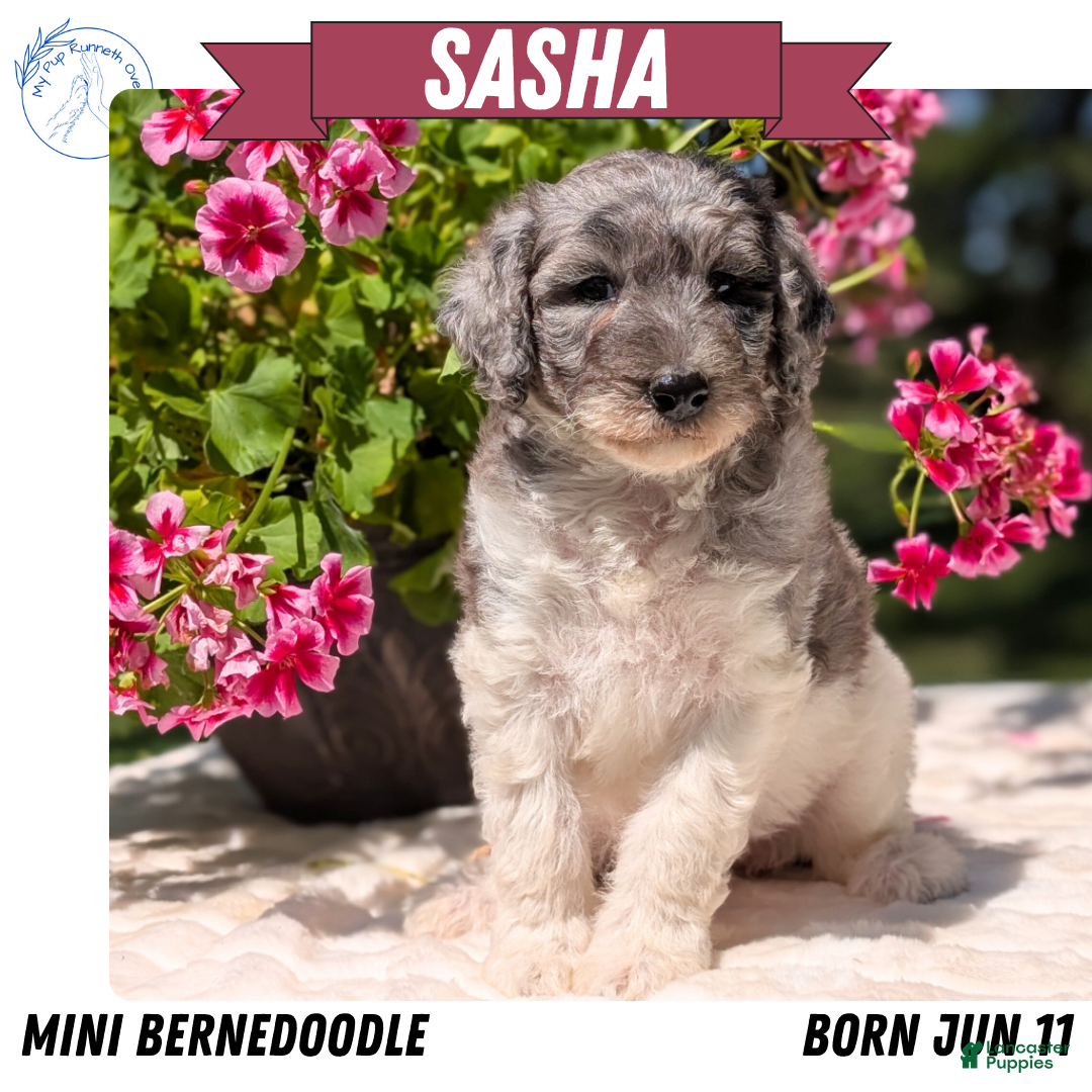 Mini Bernedoodle dogs for sale: Sasha - Image 10