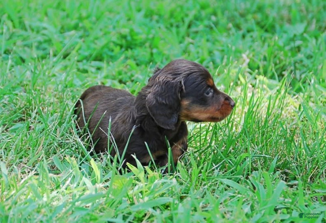 Dachshund dogs for sale: Akc Dixie - Image 5