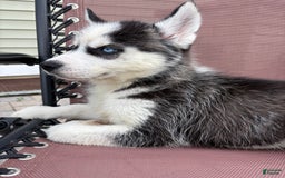 Siberian Husky dogs for sale: Bruno - Image 13