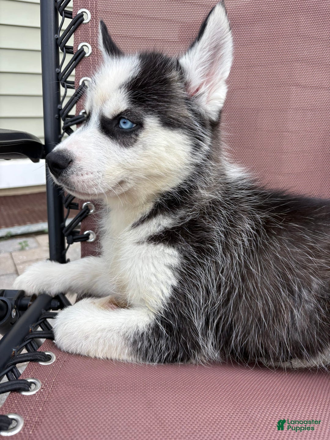 Siberian Husky dogs for sale: Bruno - Image 13
