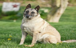 Belgian Malinois dogs for sale: Tara - Image 1