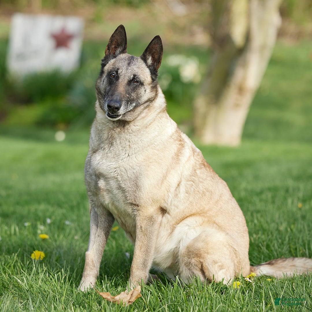 Belgian Malinois dogs for sale: Tara - Image 1