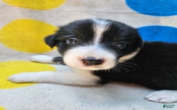 Border Collie dogs for sale: Donnie - Image 1