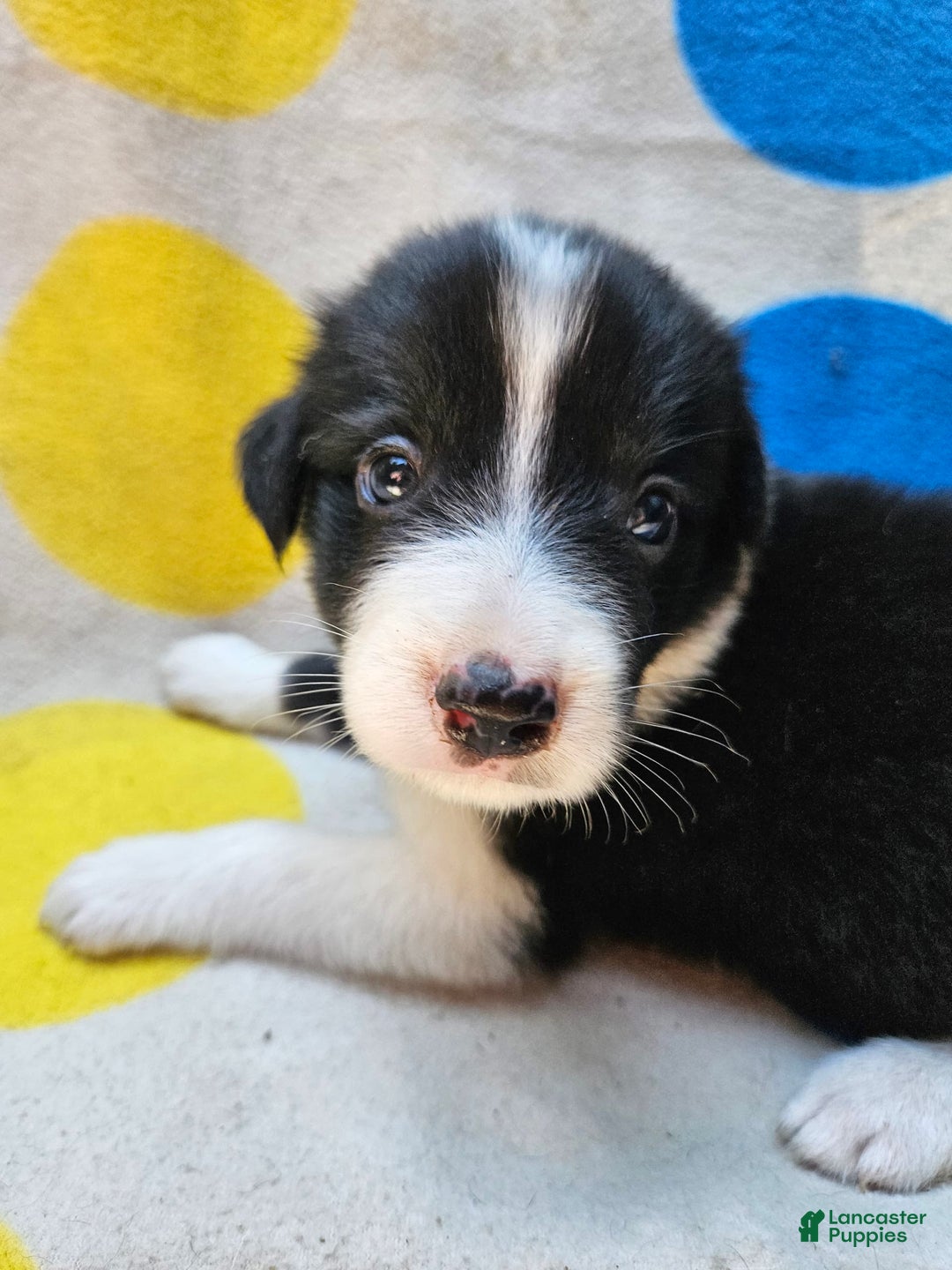 Border Collie dogs for sale: Donnie - Image 1