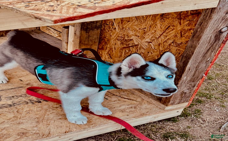 Siberian Husky dogs - Advert 1