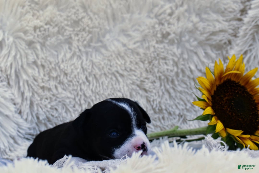 Chihuahua dogs for sale: Nord - Image 11