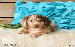Miniature Dachshund dogs for sale: Twinkie - Image 3