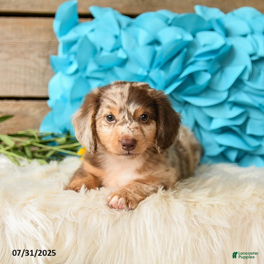Miniature Dachshund dogs for sale: Twinkie - Image 3