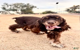 Cocker Spaniel dogs for sale: Merly Girl - Image 5