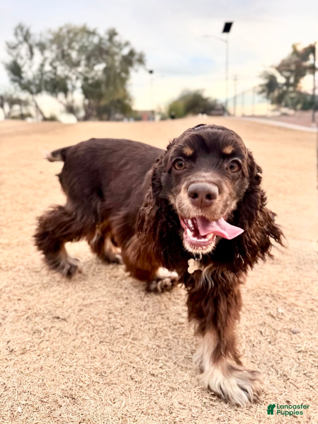 Cocker Spaniel dogs for sale: Merly Girl - Image 5