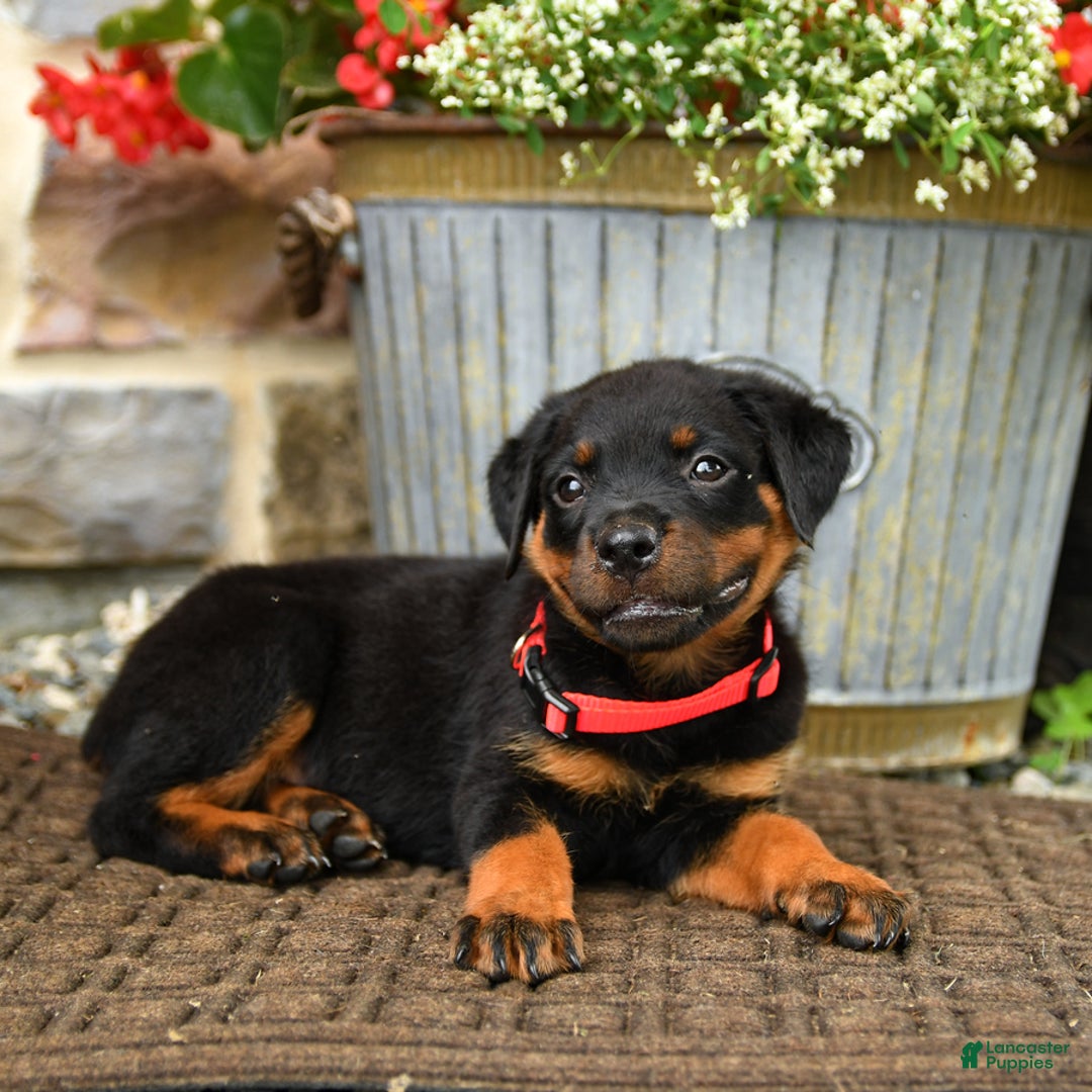 Rottweiler dogs for sale: Rottweiler 8 puppies - Image 23