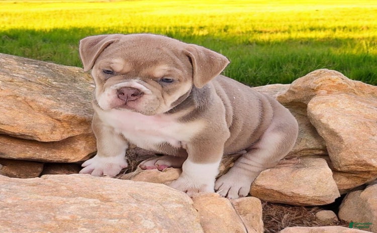 English Bulldog dogs for sale - Ad 4