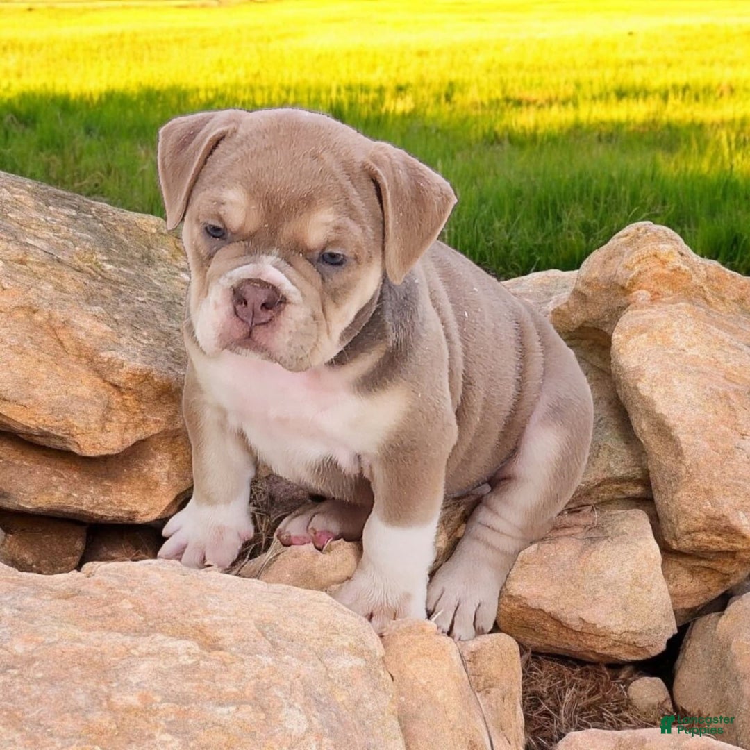 English Bulldog dogs for sale: Venus - Image 1