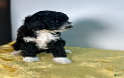 Mini Bernedoodle dogs for sale: Diamond - Image 16