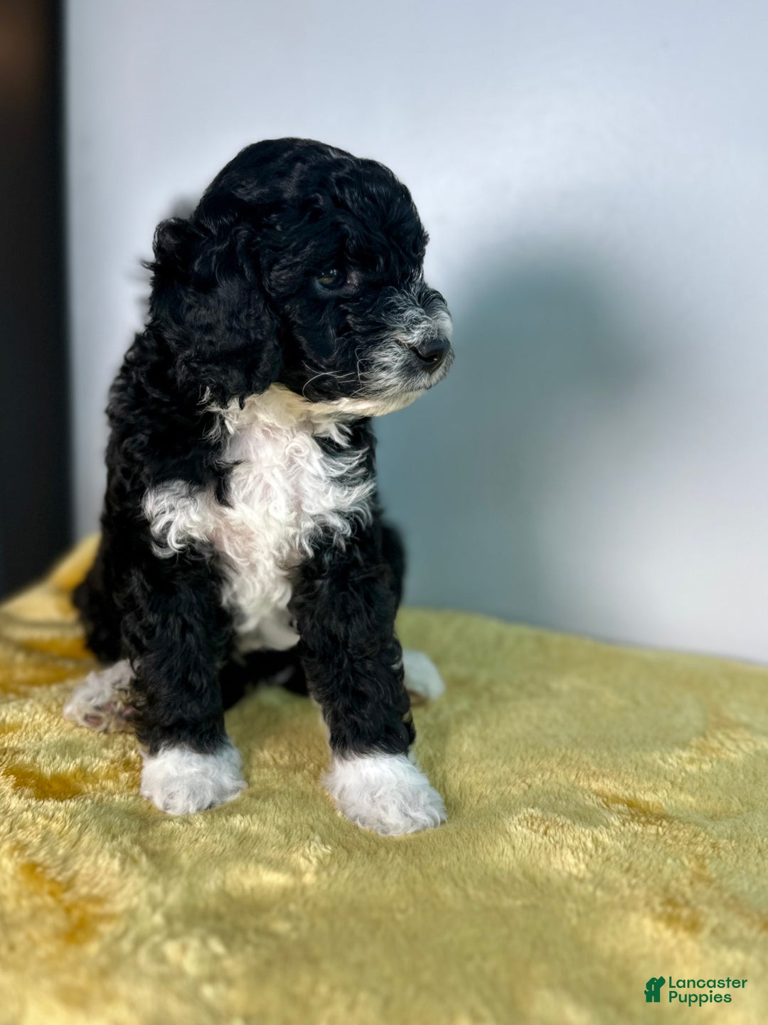 Mini Bernedoodle dogs for sale: Diamond - Image 16