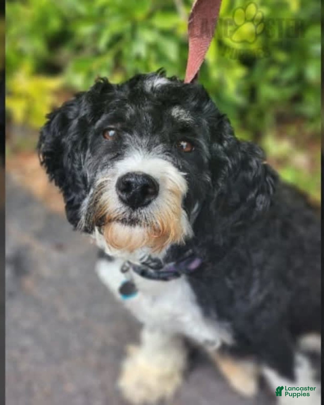 Mini Bernedoodle dogs for sale: Weber - Image 9