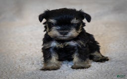 Miniature Schnauzer dogs for sale: Hugo - Image 4