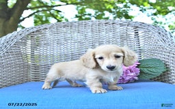 Miniature Dachshund dogs for sale: Milo - Image 4
