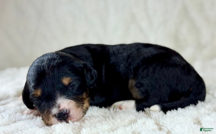 Aussiedoodle dogs - Advert 28