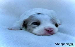 Mini Aussiedoodle dogs for sale: Marjoram  BLUE EYES - Image 3