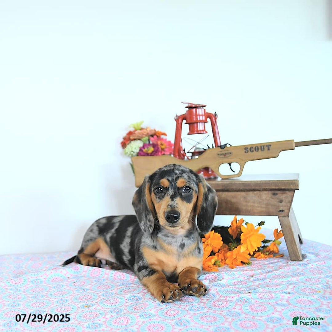 Miniature Dachshund dogs for sale: Tommy - Image 16