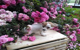 Chihuahua dogs for sale: Nettie - Image 3