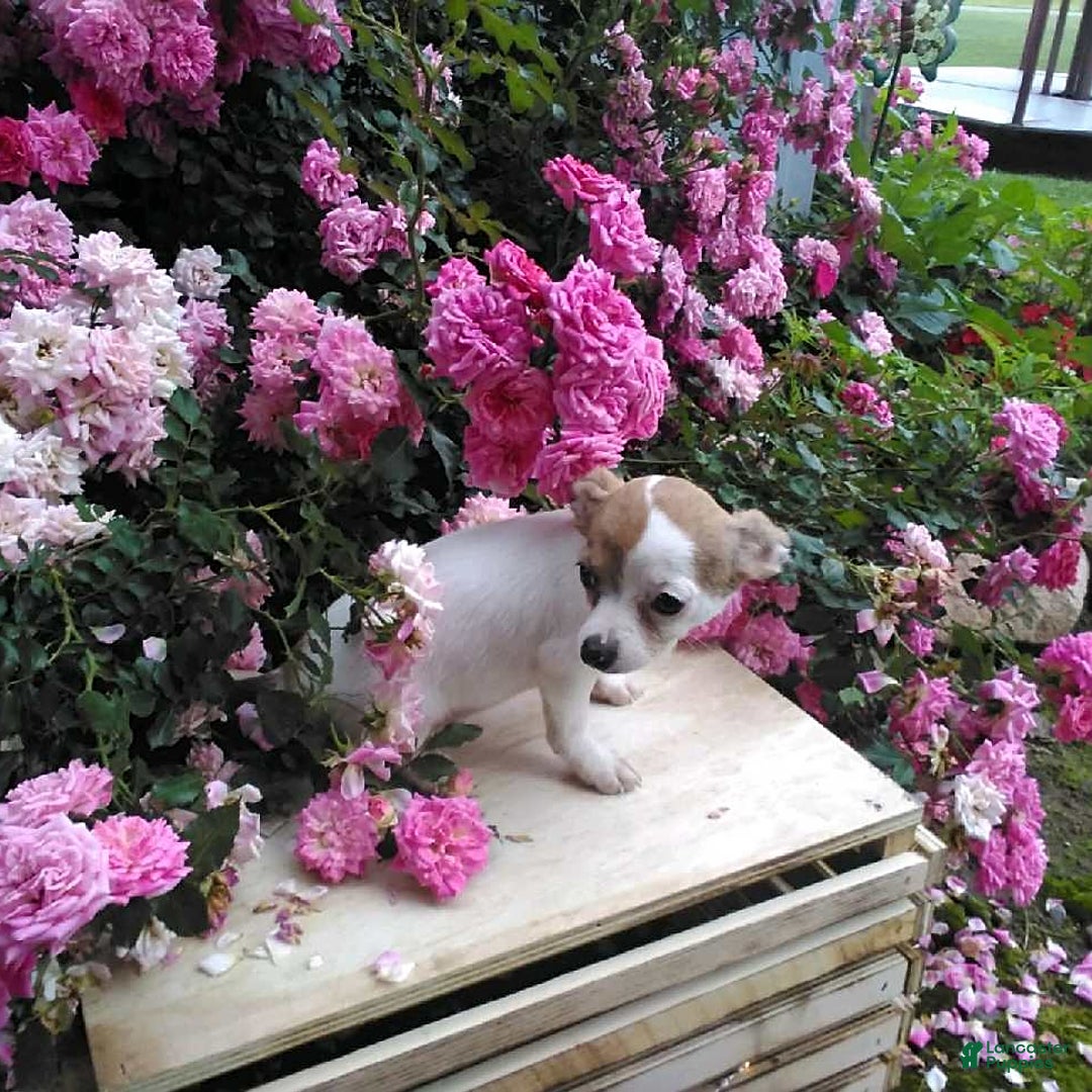 Chihuahua dogs for sale: Nettie - Image 3