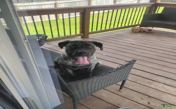 Presa Canario dogs for sale - Ad 1