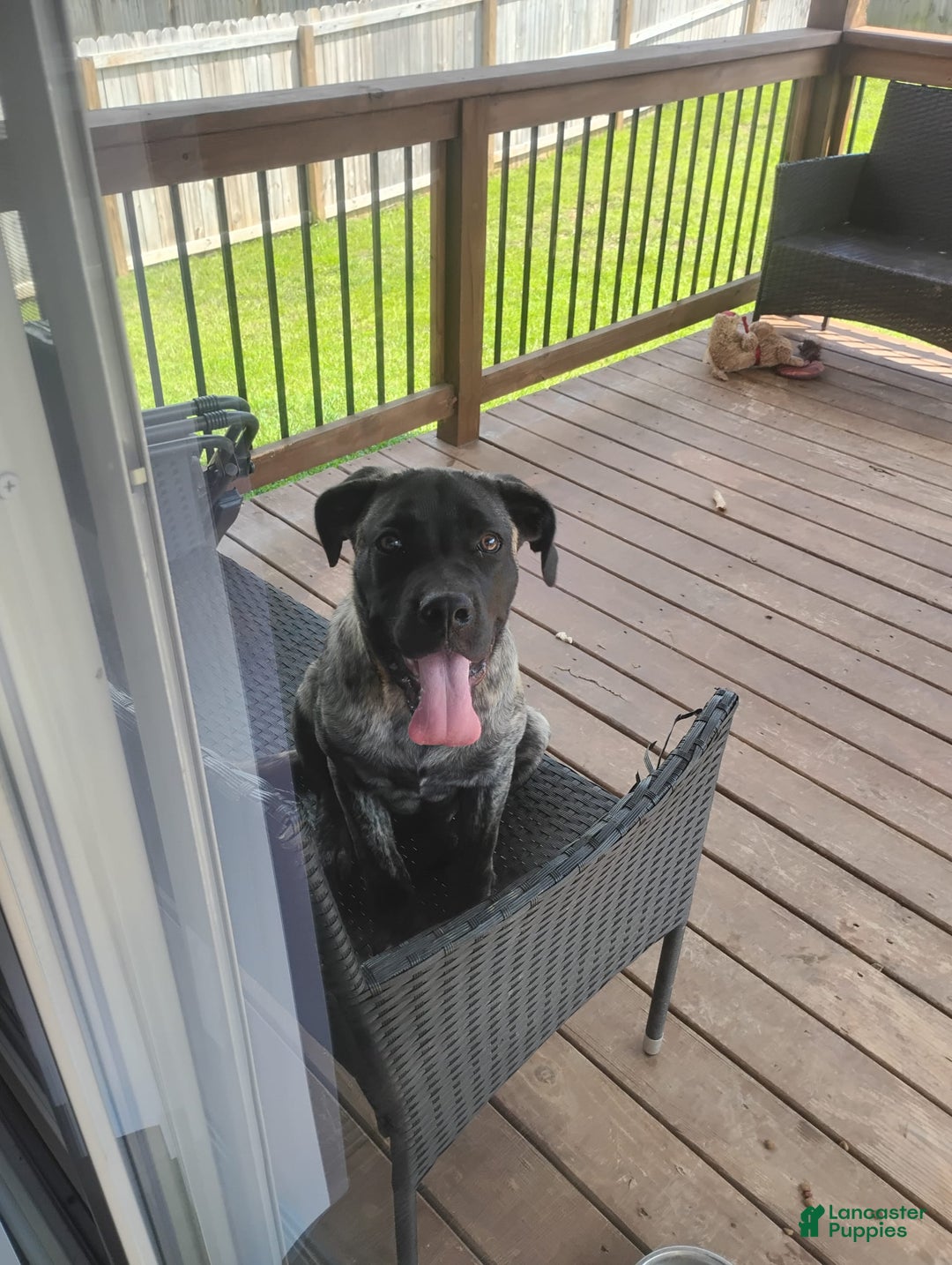 Presa Canario dogs for sale: Zina - Image 1