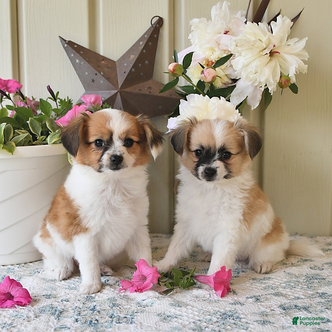 Papillon dogs for sale: Alex - Image 1