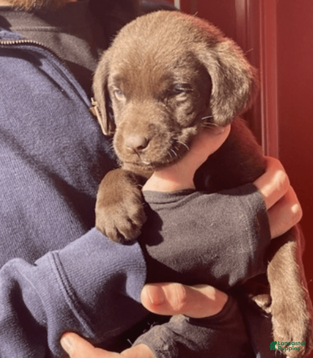 Labrador Retriever dogs for sale: Labrador Retriever 7 puppies - Image 2
