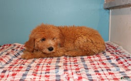 Mini Goldendoodle dogs for sale: Mack Mini - Image 3