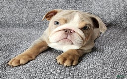 English Bulldog dogs for sale: Ollie - Image 3