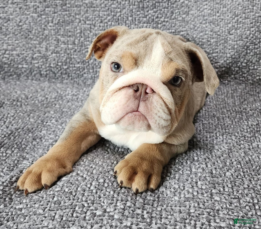 English Bulldog dogs for sale: Ollie - Image 3