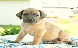 Cane Corso dogs for sale: Henrique - Image 2