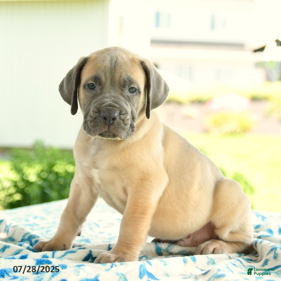 Cane Corso dogs for sale: Henrique - Image 2
