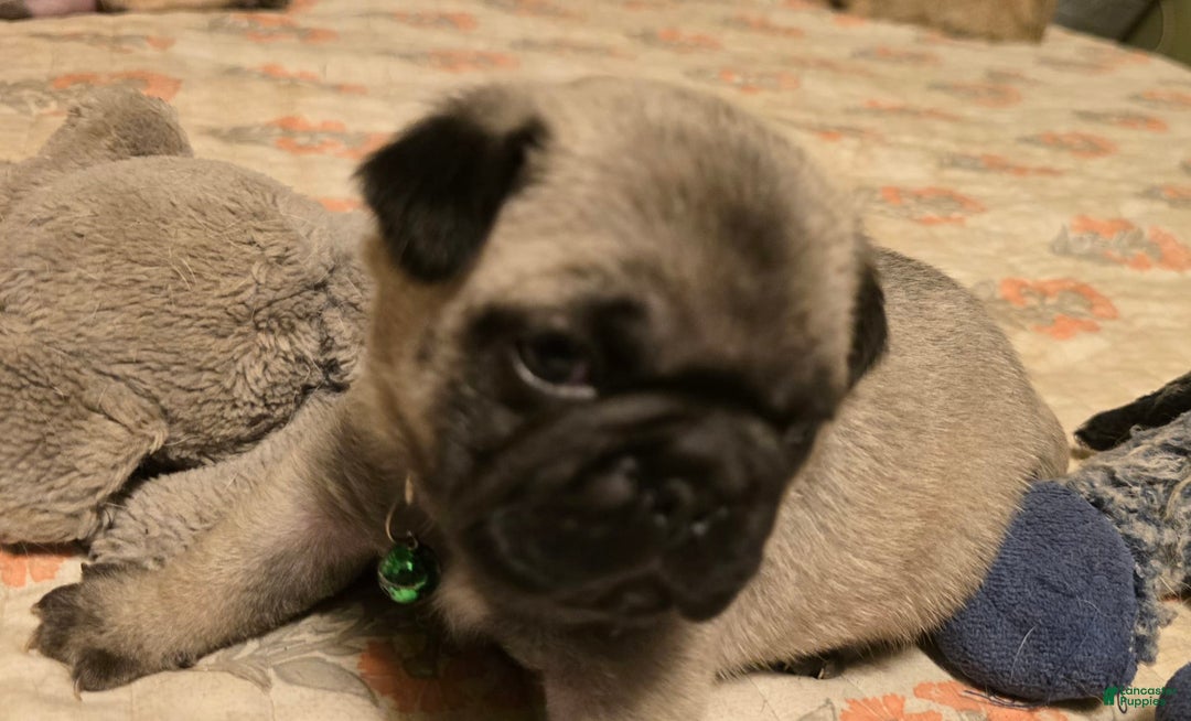 Pug dogs for sale: Derek - Image 14