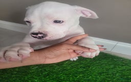 American Bully dogs for sale: Pearl - Image 10