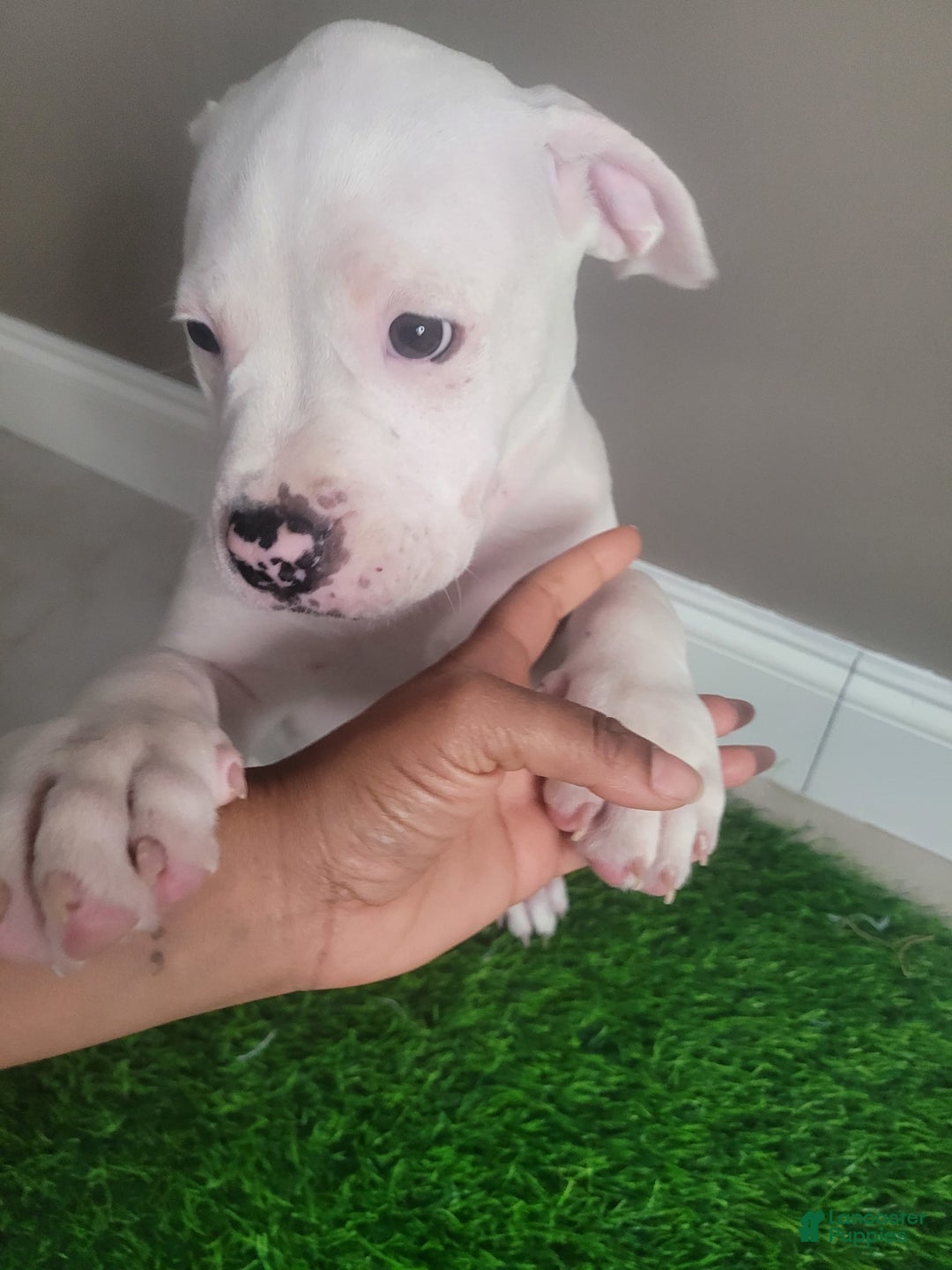 American Bully dogs for sale: Pearl - Image 10