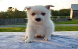 Pomsky dogs for sale: Tucker - Image 7