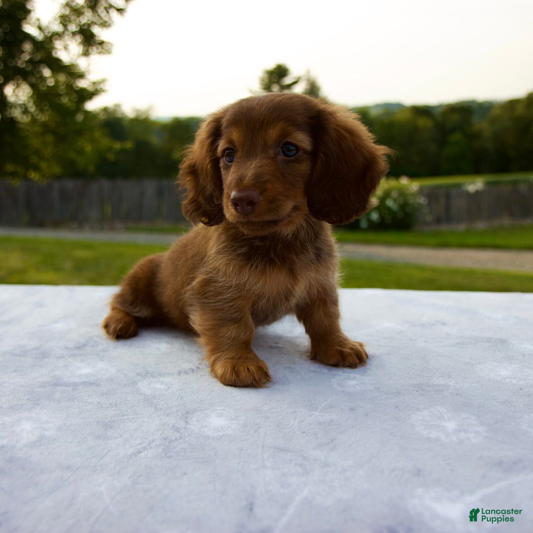 Miniature Dachshund dogs for sale: Skye - Image 7