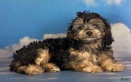Cavapoo dogs for sale: Sasha - Image 5