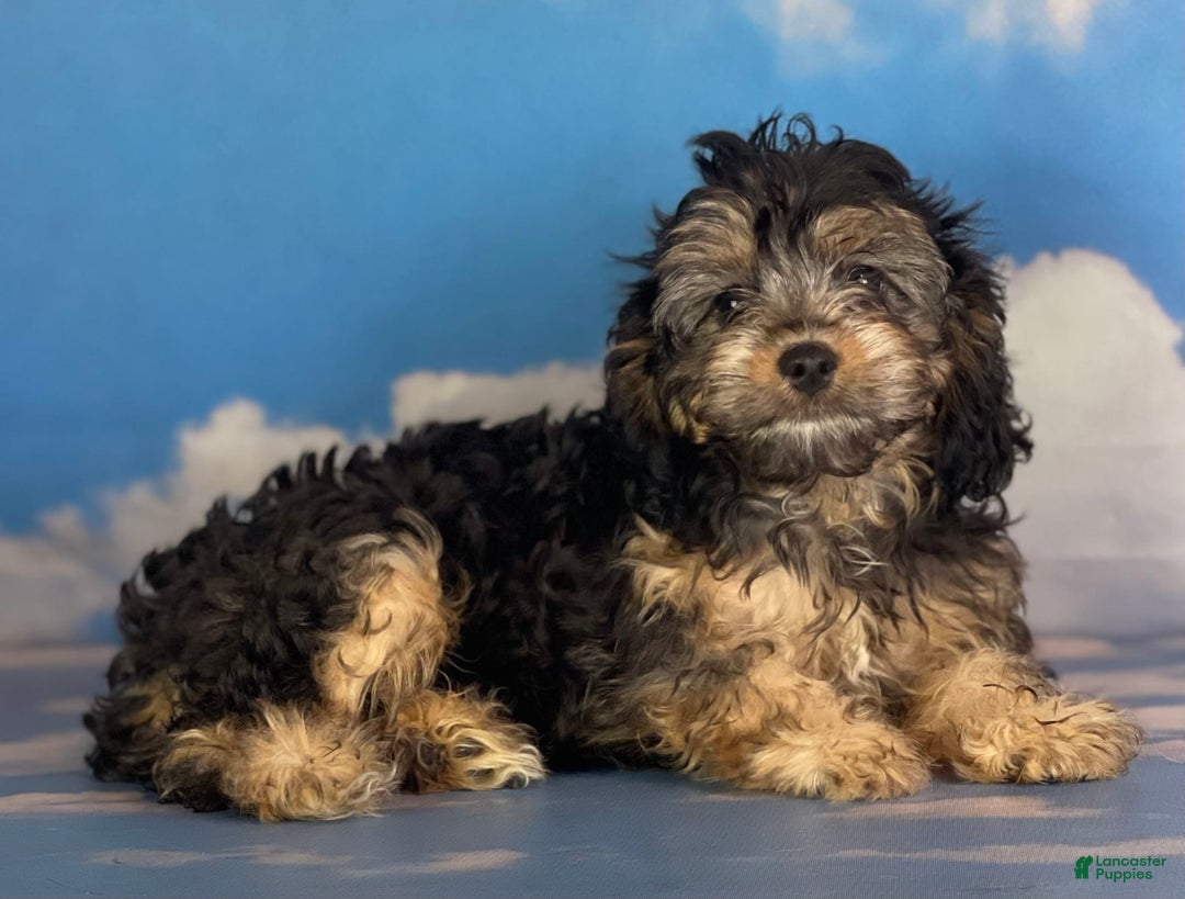 Cavapoo dogs for sale: Sasha - Image 5