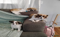Papillon dogs for sale: Miguel - Image 2
