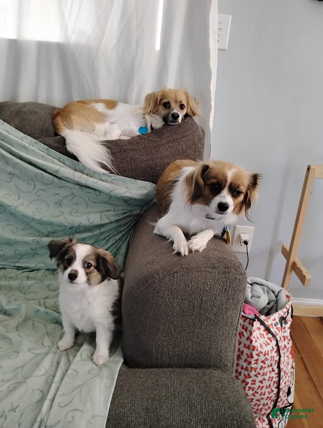 Papillon dogs for sale: Miguel - Image 2