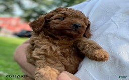 Mini Goldendoodle dogs for sale: Zandra - Image 3