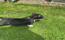 American Bully dogs for sale: Luna Black - Image 3