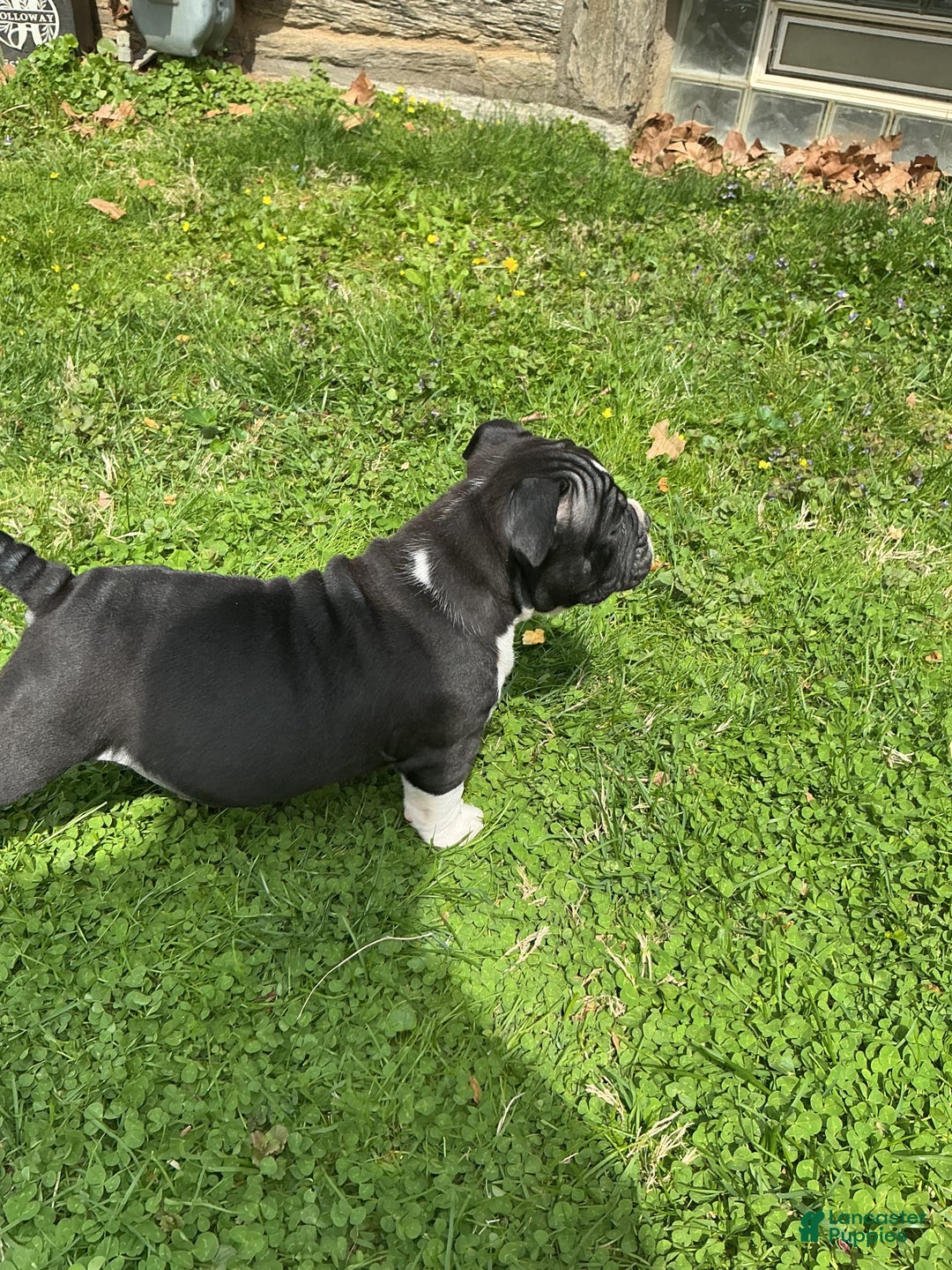 American Bully dogs for sale: Luna Black - Image 3